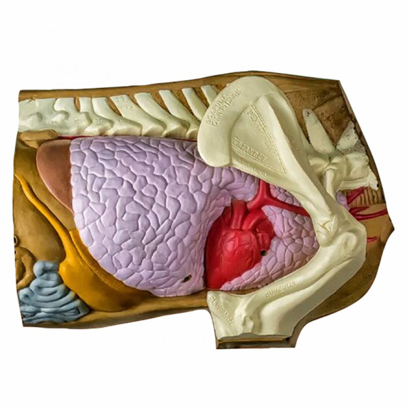 Cel łuczniczy 3D Rinehart Anatomia i Strefy Trafienia